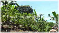 San Isidro, Real Estate, Perez Zeledon, for sale, land, farms, farm, acreage, properties, agriculture, cattle, residential development