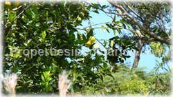 San Isidro, Real Estate, Perez Zeledon, for sale, land, farms, farm, acreage, properties, agriculture, cattle, residential development