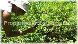 San Isidro, Real Estate, Perez Zeledon, for sale, land, farms, farm, acreage, properties, agriculture, cattle, residential development