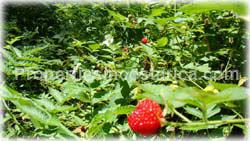San Isidro, Real Estate, Perez Zeledon, for sale, land, farms, farm, acreage, properties, agriculture, cattle, residential development