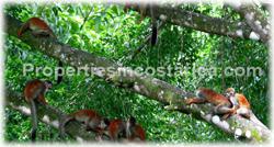 Pavones for sale, Surfing properties, Surf hotel, Surfing Costa Rica, Surfing Pavones, South Pacific, all equipped, point break, longest, famous surf spot, swell, 1752