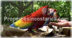 Pavones for sale, Surfing properties, Surf hotel, Surfing Costa Rica, Surfing Pavones, South Pacific, all equipped, point break, longest, famous surf spot, swell, 1752