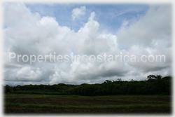 Costa Rica real estate, farms for sale, costa rica farm, lemon, fruit, trees, acreage, hectares, land, 1905