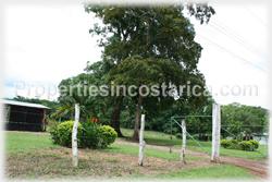 Costa Rica real estate, farms for sale, costa rica farm, lemon, fruit, trees, acreage, hectares, land, 1905