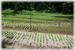 Costa Rica real estate, farms for sale, costa rica farm, lemon, fruit, trees, acreage, hectares, land, 1905