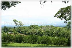 Costa Rica real estate, farms for sale, costa rica farm, lemon, fruit, trees, acreage, hectares, land, 1905