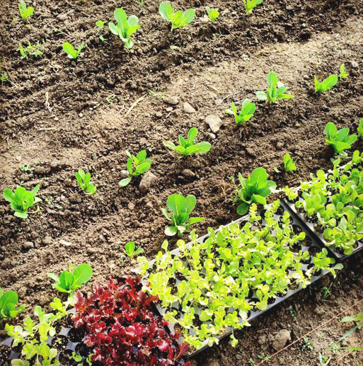 Micro Farming in Costa Rica