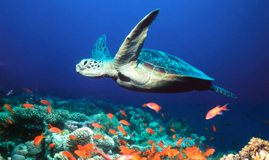 The Sea Turtles of the Ostional Wildlife Reserve