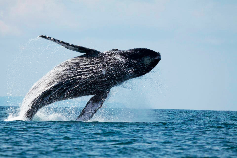 Dolphin and Whale Season in Costa Rica