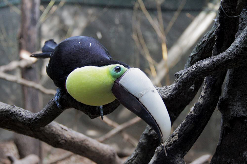 Toucan 3D Prosthetic Miracle