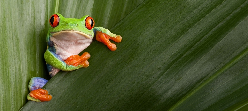 Diversity of Flora and Fauna in Costa Rica