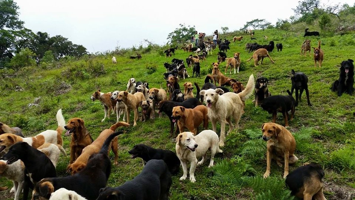 Costa Rica’s Popular Animal Rescue Projects