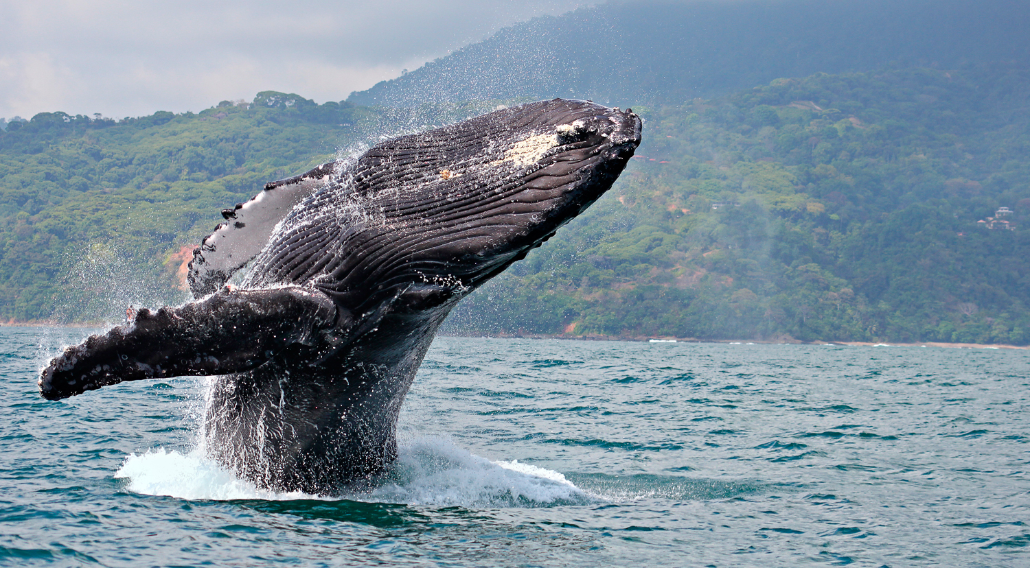 Annual Whale Watching Festival, Dolphins, Turtles and More in Ballena National Marine Park