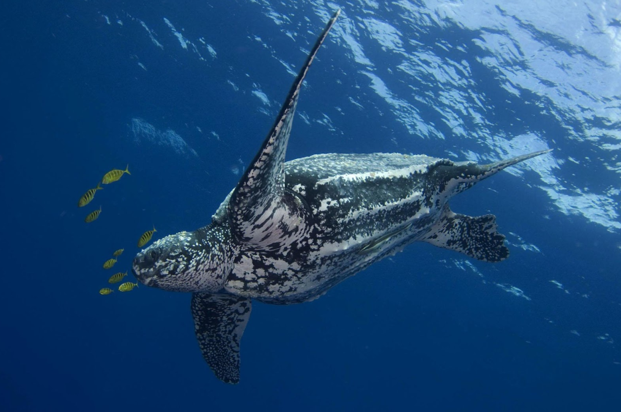 Leatherback Sea Turtles