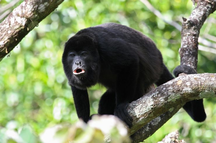 A Recent Howler Rescue Shows Just How Vital Wildlife Refuges are to Costa Rica