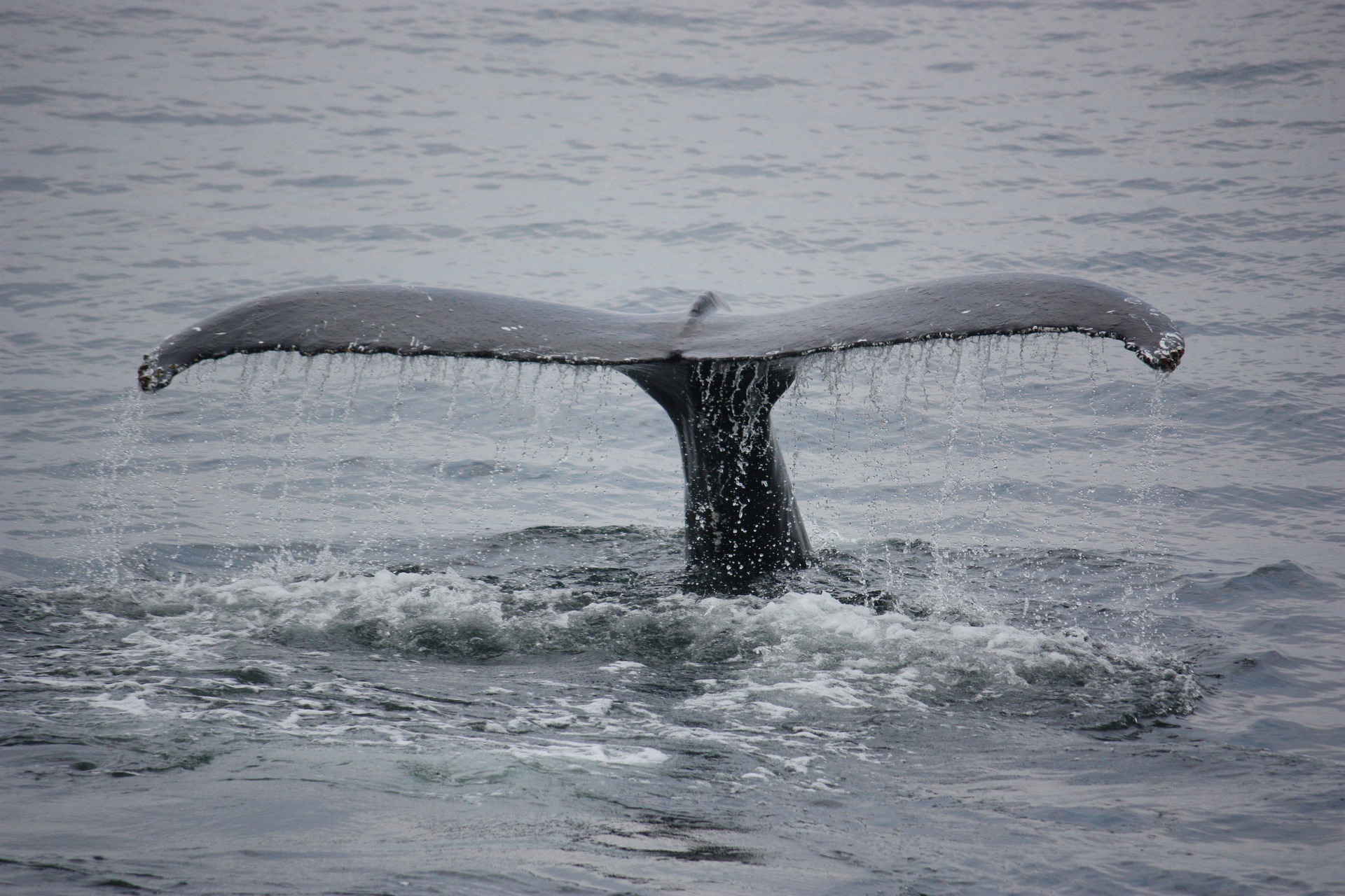 Enjoy some whale watching in Costa Rica