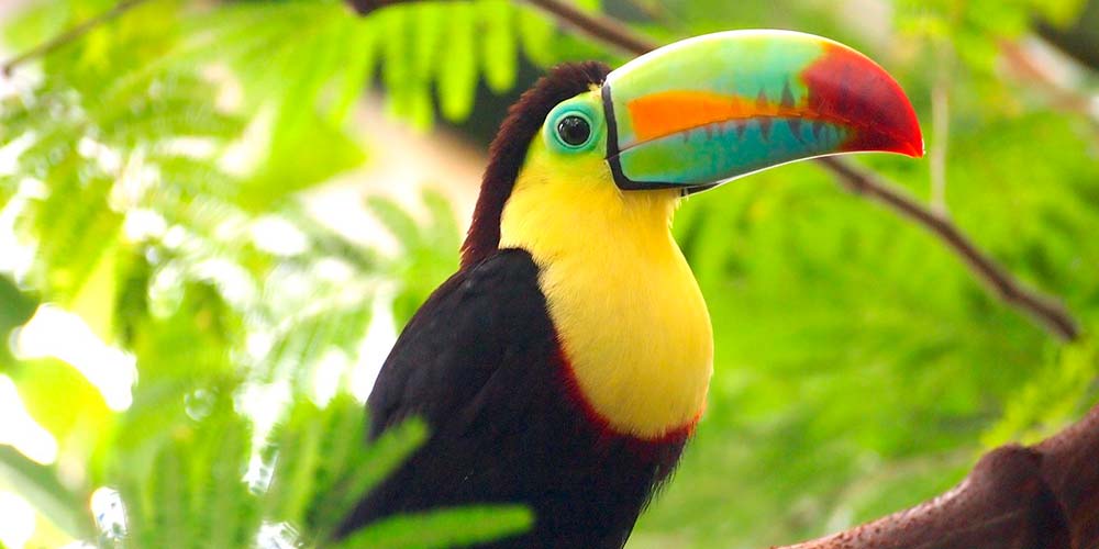 Wildlife in Costa Rica - Properties in Costa Rica Blog