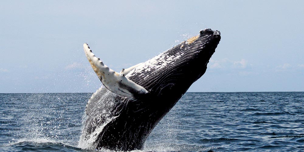 Whale Watching, Nature’s Spectacle!
