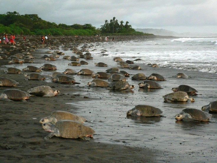 Sea turtles offer a unique and natural spectacle in Costa Rican shores