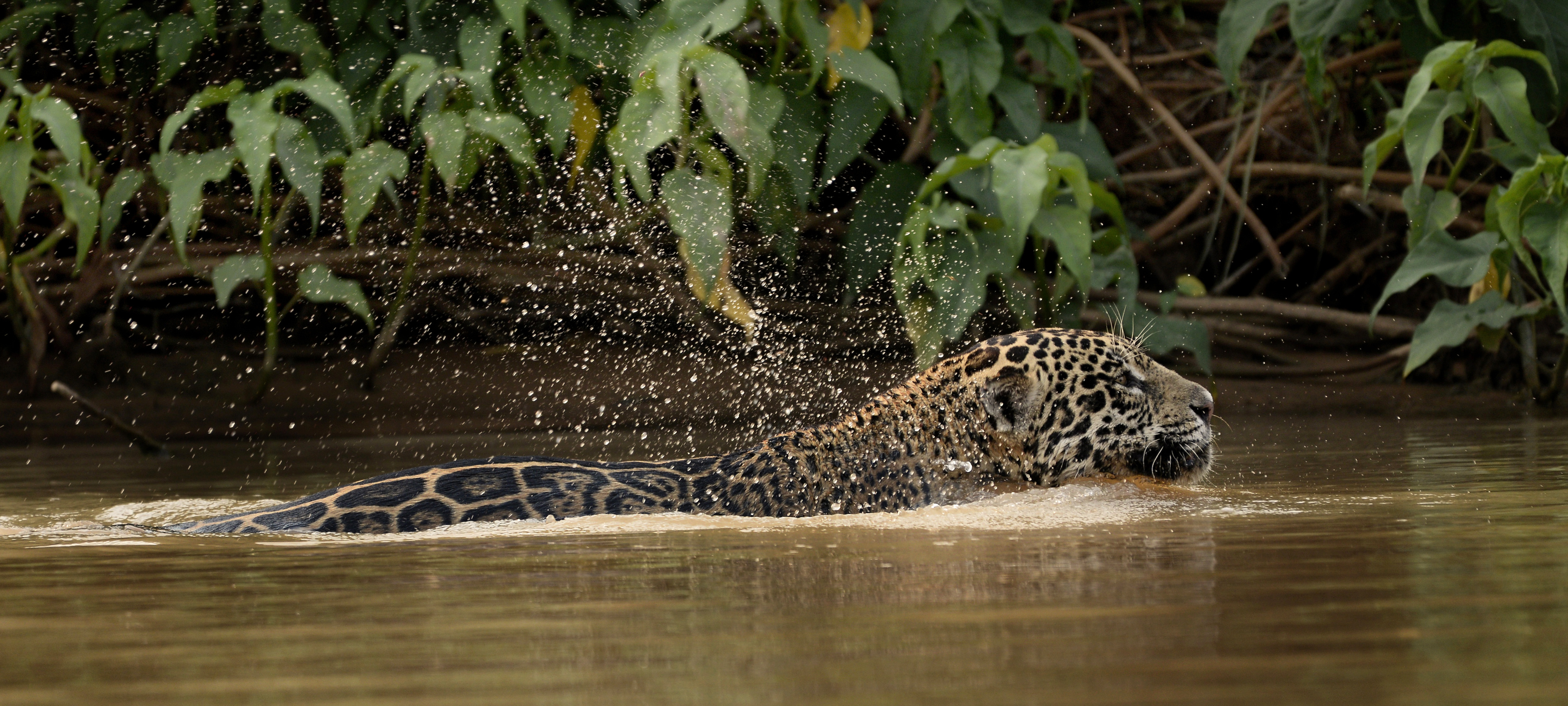 Jaguars, an increasing population