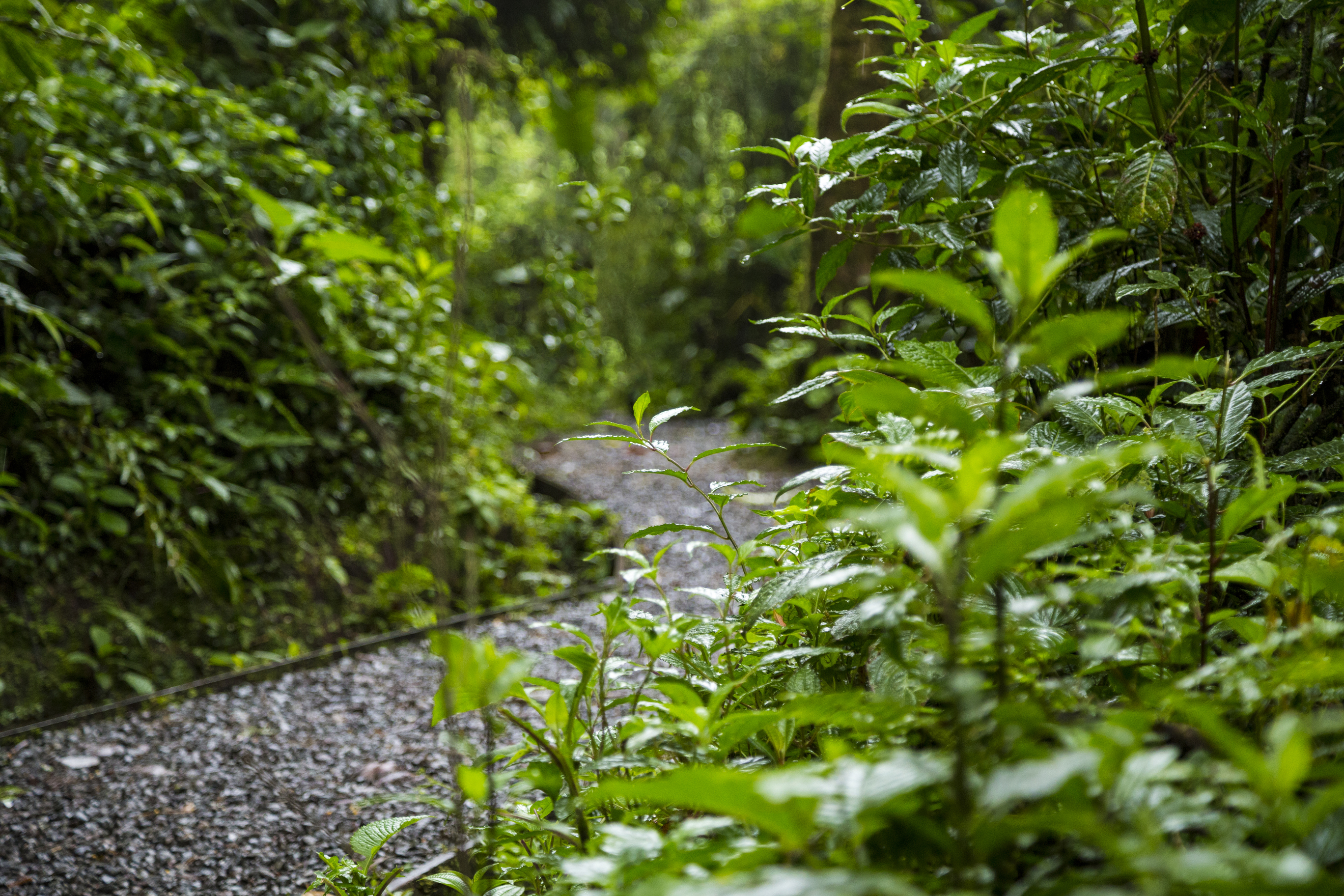 Costa Rica Wildlife