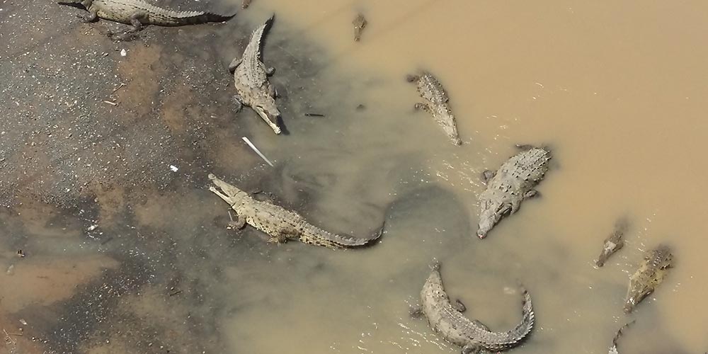 Crocodile Bridge; a stop on your way to paradise…