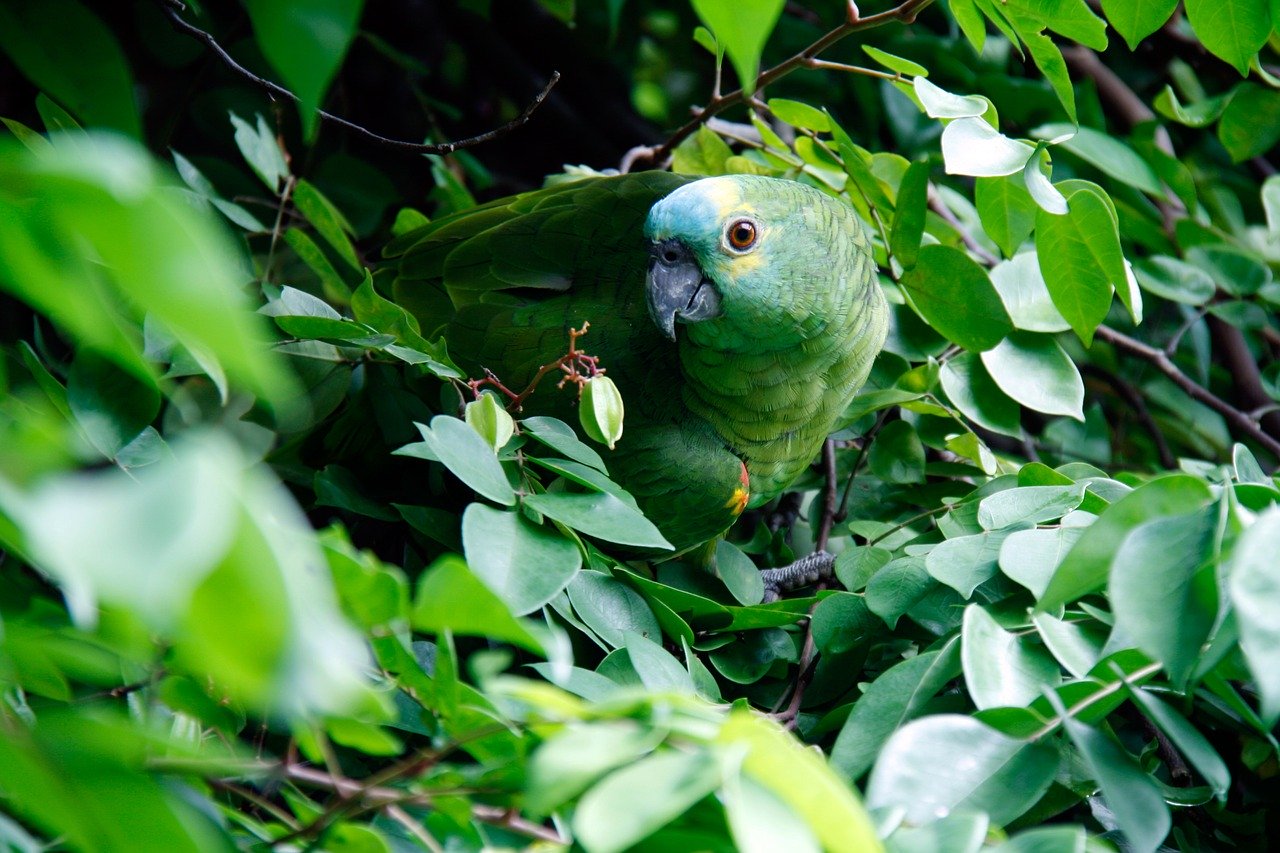 Costa Rican Wildlife and Nature Hot Spots