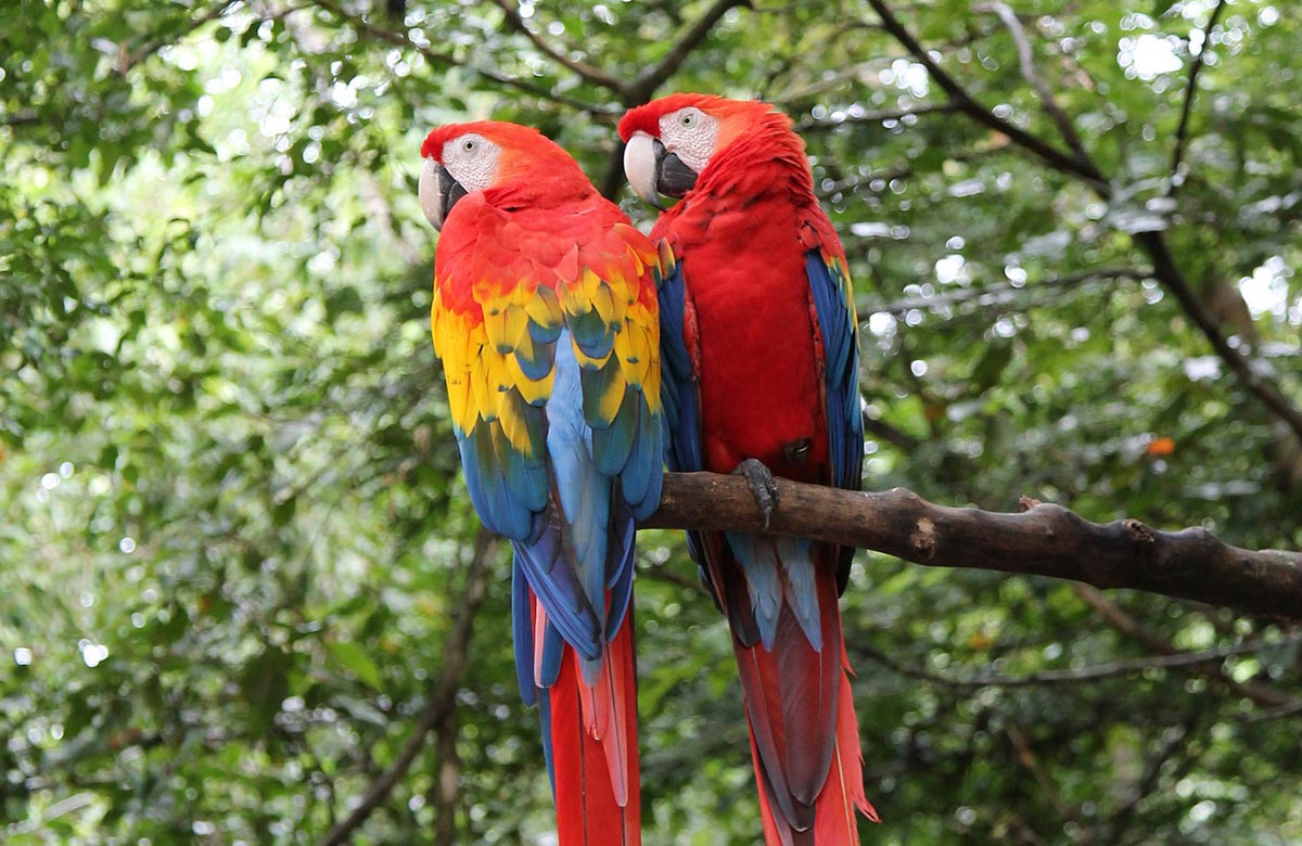 Costa Rica Valentines