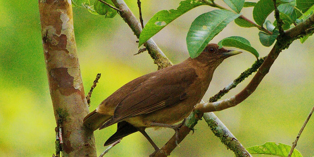 Costa Rica’s Iconic Bird El Yigüirro