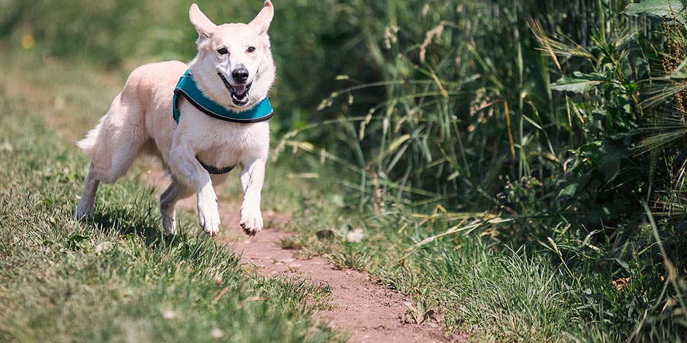 Most Popular Dog Breeds in Costa Rica