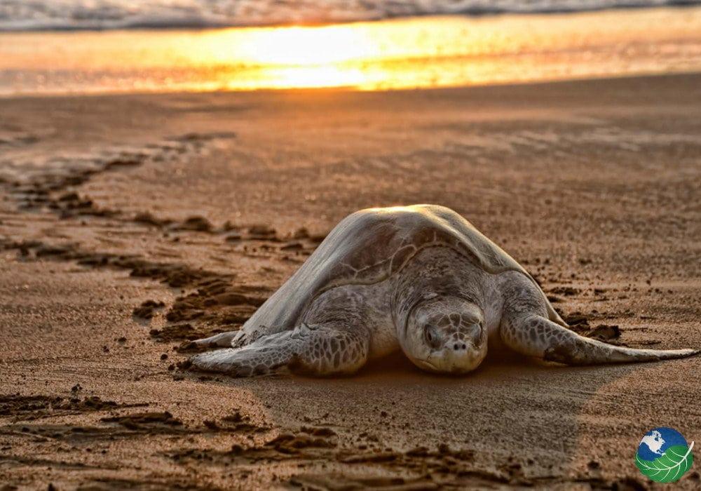 Turtle nesting season in Costa Rica! 🐢