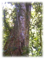 propiedades en costa rica
