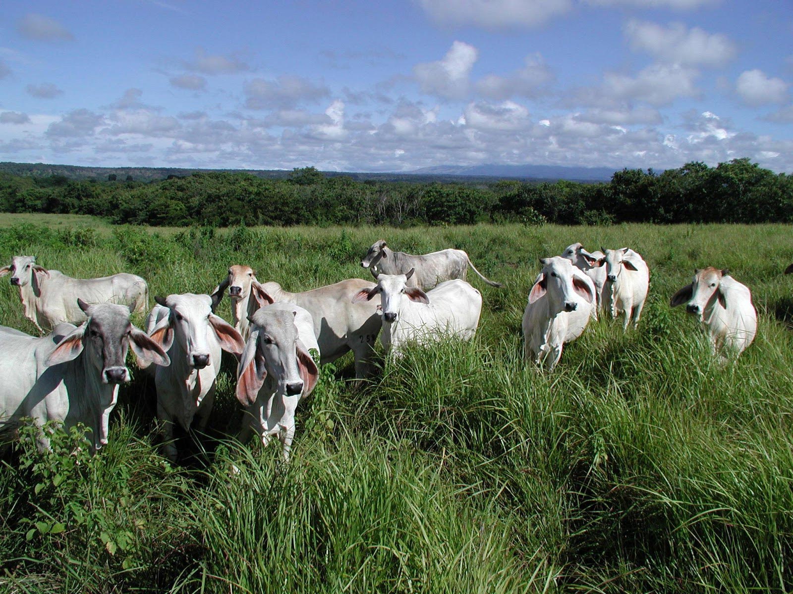 Biggest farm ranch land for sale in Costa Rica, ID CODE 3349