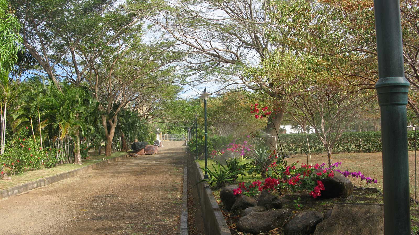 tamarindo