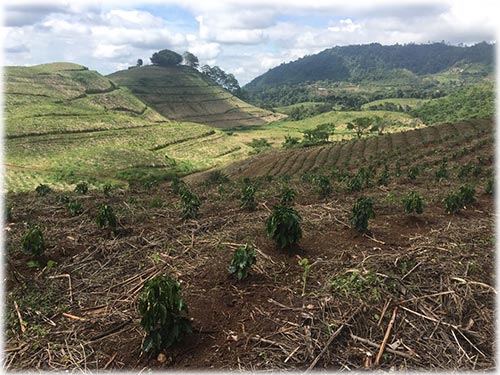 Coffee plantation for sale in Costa Rica