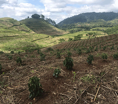 Coffee plantation for sale in Costa Rica