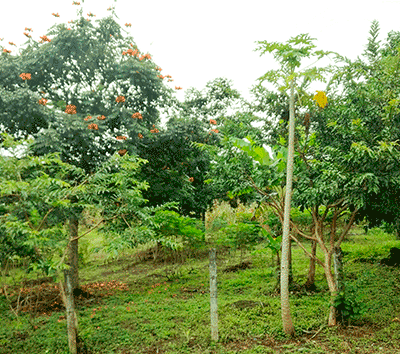 Fertile grounds for your plans near Turrucares