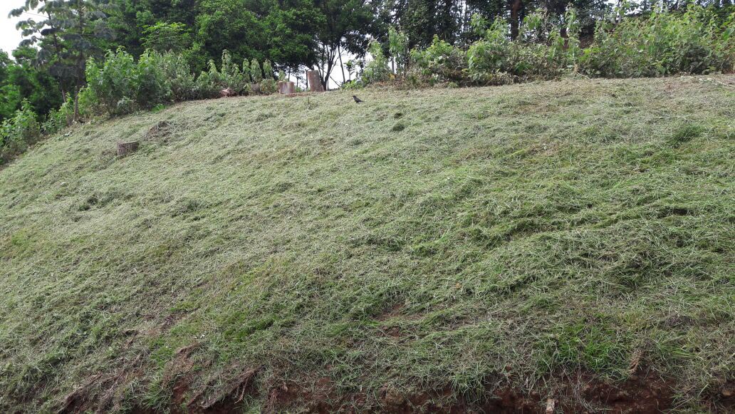 countryside