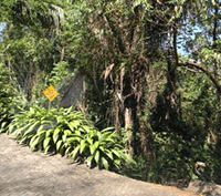 Mountain and Jungle View Lot