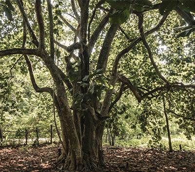 A beautiful lot surrounded by nature in Las Delicias located 10 mins drive from Nosara