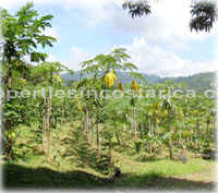 Costa Rica Real Estate