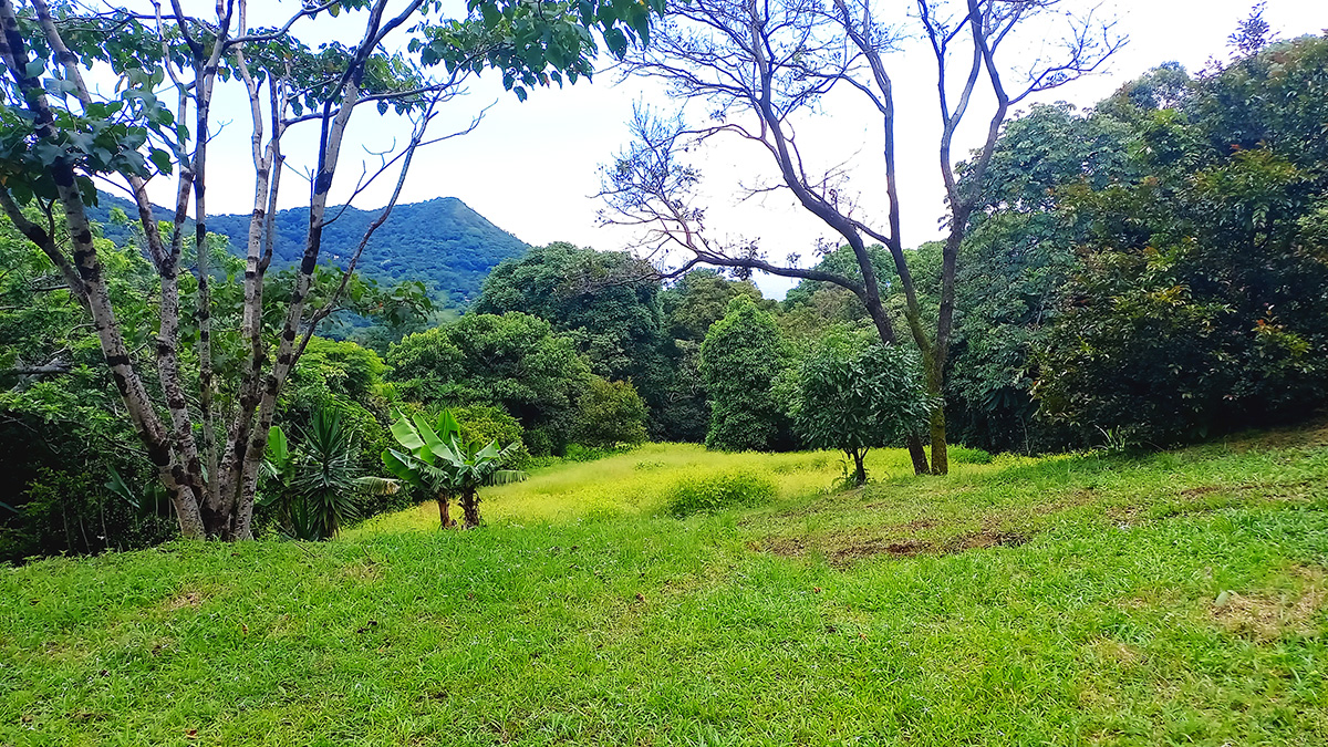 La Finquita in Santa Ana, great views and shade grown organic coffee plantation!