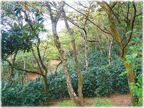 Costa Rica, Land, for sale, Santa Ana, mountain, city, panoramic, views, own water, land bank