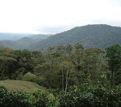 Stunning 74 acre estate the majority of which is a primary forest with San Lorenzo pristine River frontage