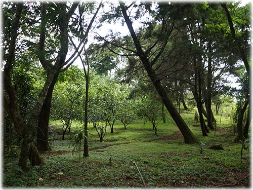 forests, nature, water, off the grid, self sustainable, wildlife, river pools, water, farms, farming,agriculture, monkeys, nature hikes, yoga, reatreat,