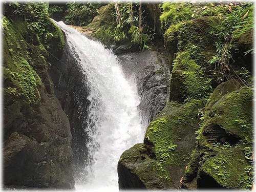 RainForest Reserve