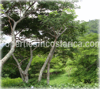 Costa Rica Real Estate